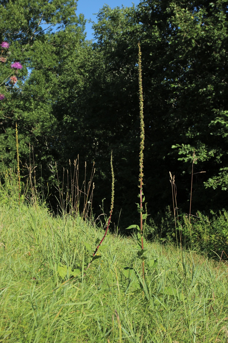 Image of Verbascum nigrum specimen.