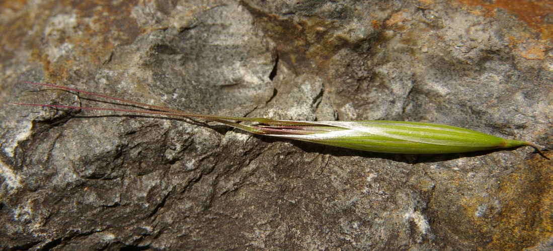 Image of Avena barbata specimen.