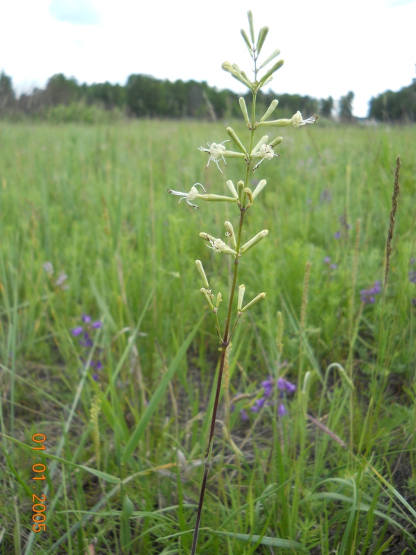 Изображение особи Silene multiflora.