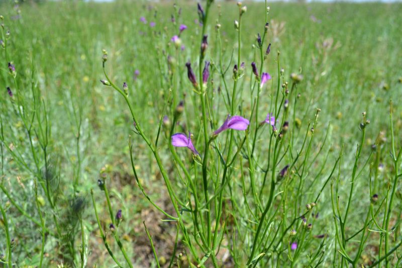 Image of Dodartia orientalis specimen.