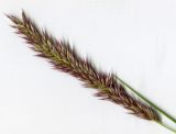 Image of taxon representative. Author is Эльвир Измайлов