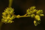 Valerianella dentata