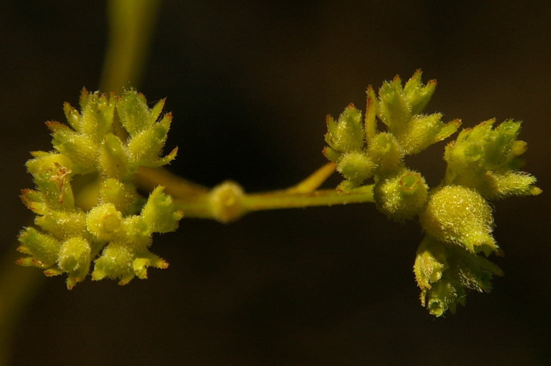 Изображение особи Valerianella dentata.