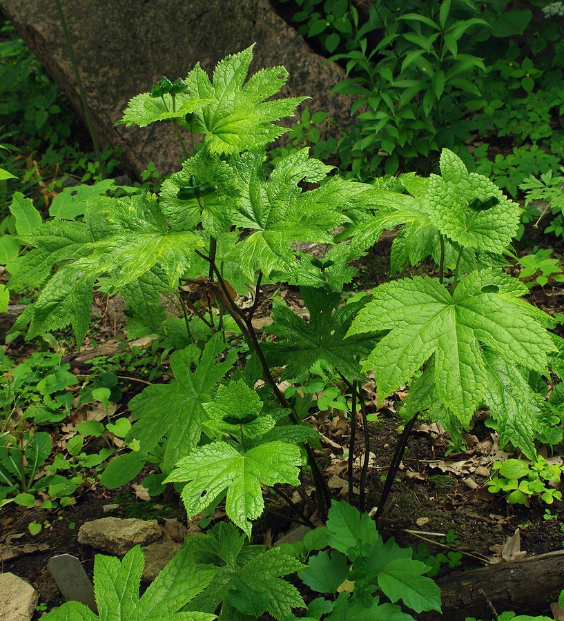 Image of Glaucidium palmatum specimen.