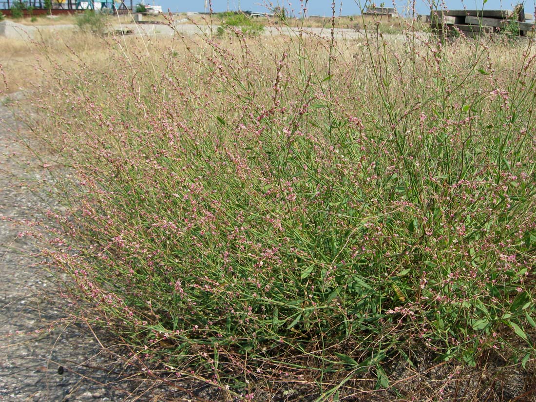 Изображение особи Polygonum patulum.