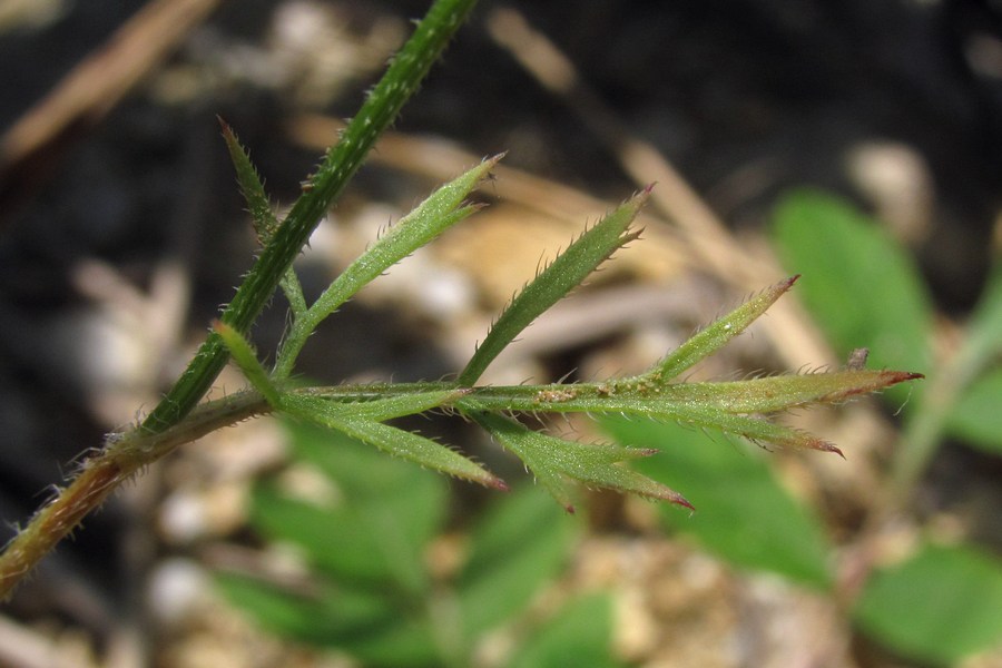 Изображение особи Daucus guttatus.