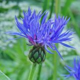 Centaurea nigrofimbria. Соцветие. Республика Карачаево-Черкесия, Домбай, ущелье р. Аманауз, 1700 м н.у.м. 06.07.2011.
