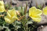 Oenothera glazioviana