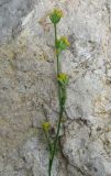 Bupleurum asperuloides