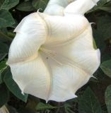 Datura innoxia