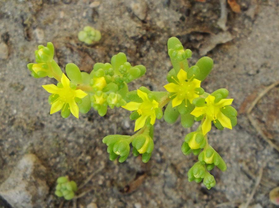 Изображение особи Sedum annuum.