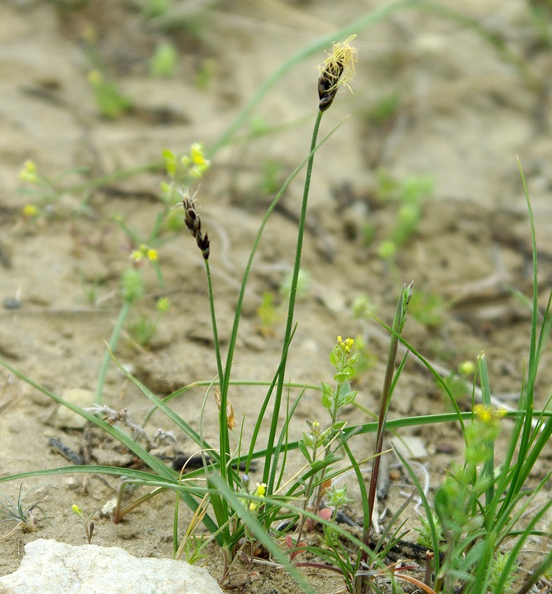 Изображение особи род Carex.