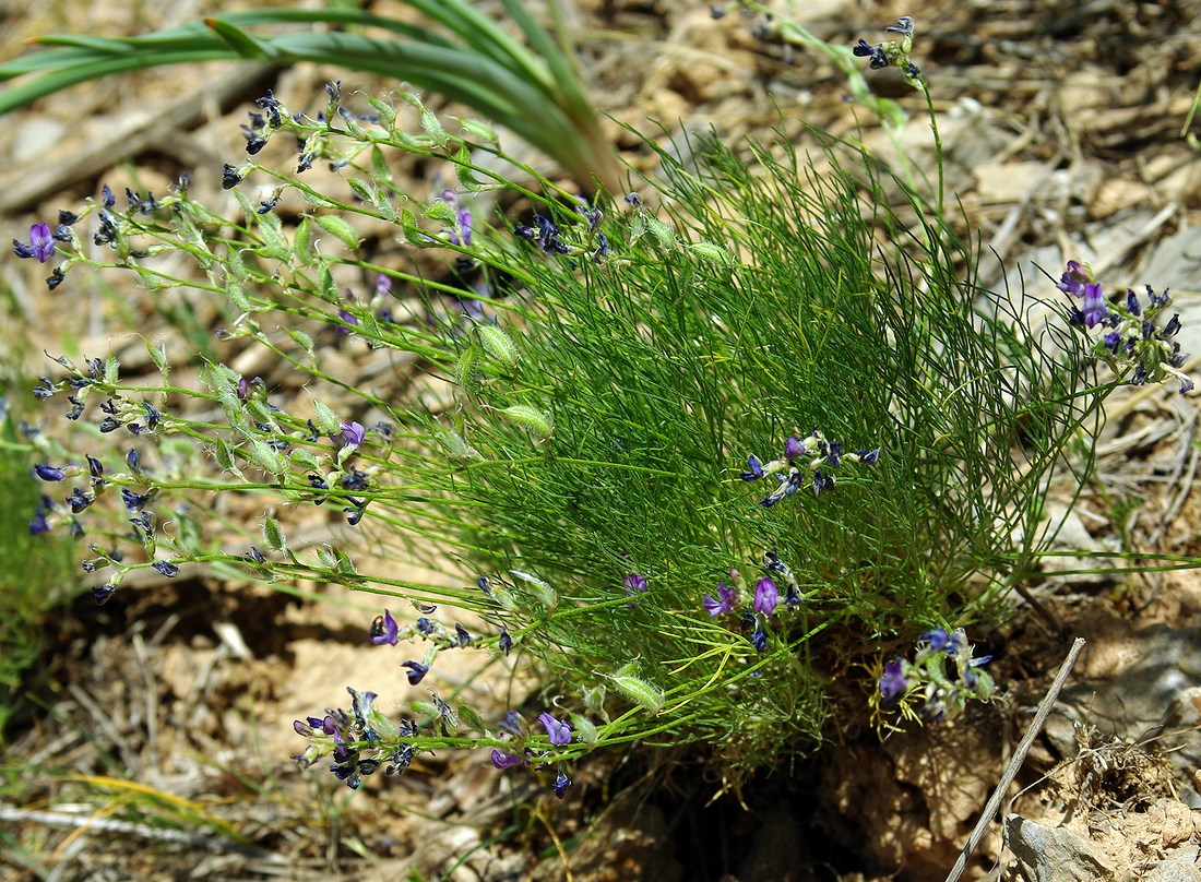 Изображение особи Astragalus nematodes.