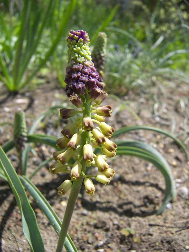 Image of Leopoldia caucasica specimen.