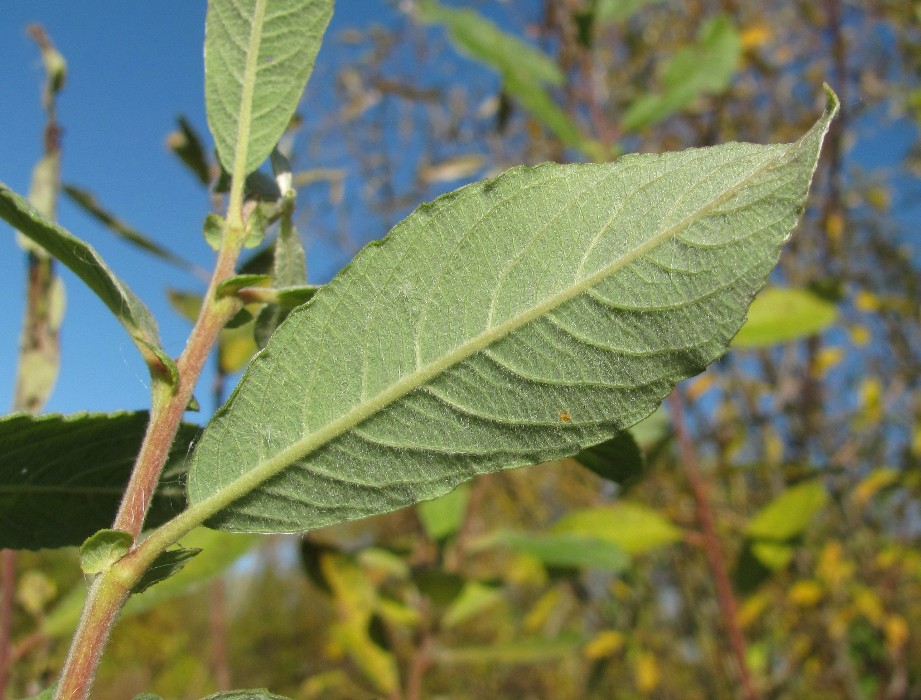 Изображение особи Salix cinerea.