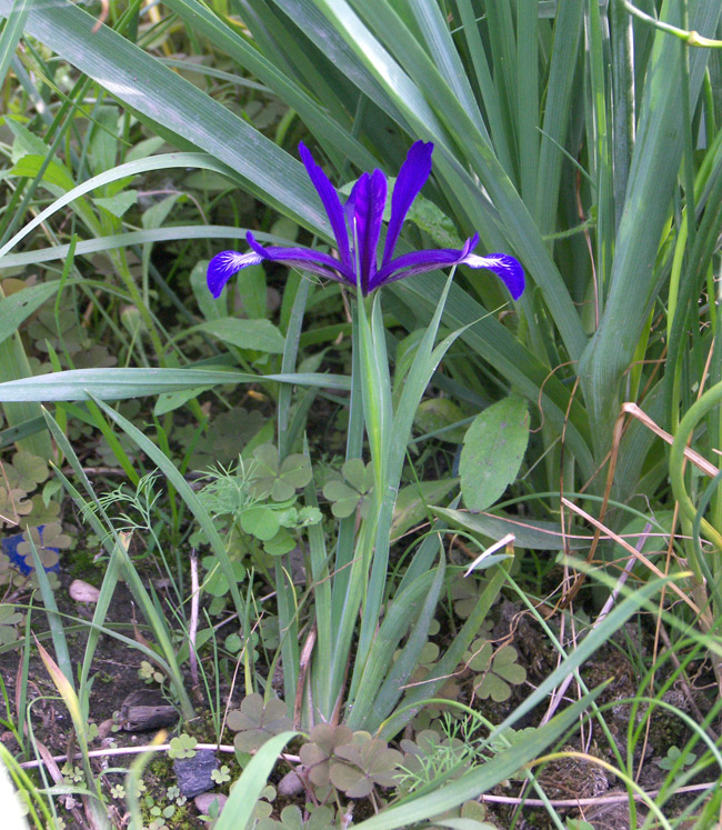 Image of Iris sintenisii specimen.