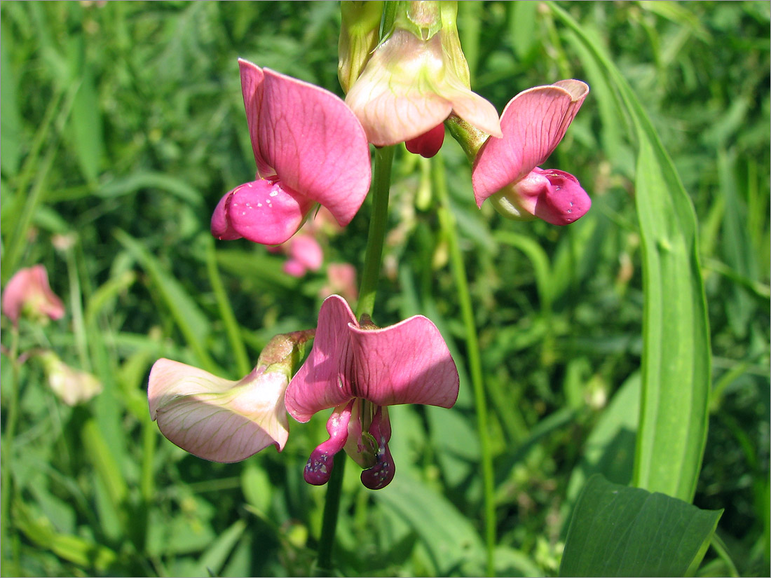 Изображение особи Lathyrus sylvestris.