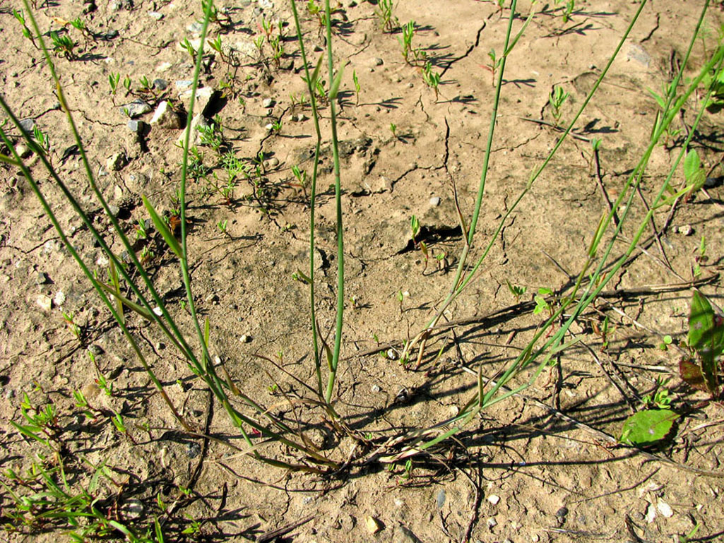 Image of Poa compressa specimen.