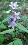 Campanula trachelium. Верхушка цветущего растения. Крым, Симферопольский р-н, окр. с. Краснолесье, дубовый лес. 19 июля 2011 г.