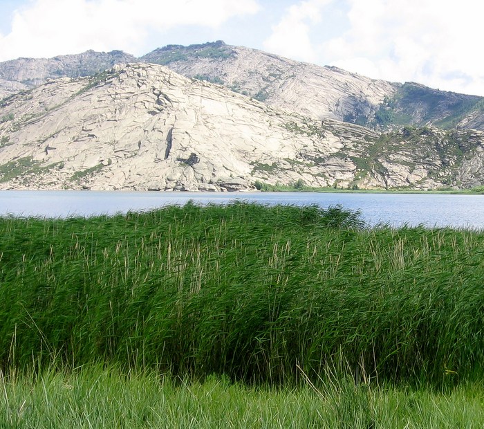 Изображение особи Phragmites australis.