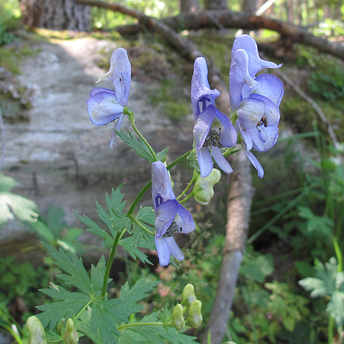 Изображение особи Aconitum nasutum.