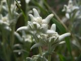 genus Leontopodium. Верхушка цветущего растения. Московская обл., Раменский р-н, окр. дер. Хрипань, дачный участок. 12.07.2004.