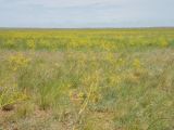 Ferula tatarica. Аспект цветущих растений в сухой ксерофитноразнотравно-дерновиннозлаково-ковылковой степи. Оренбургская область, Ясненский р-н, Оренбургский заповедник - участок \"Ащисайская степь\"; сопочно-увалистая равнина на водоразделе озёр Айке, Жетыколь и Шалкар-Ега-Кара. 08.06.2010.