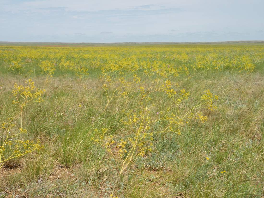 Изображение особи Ferula tatarica.