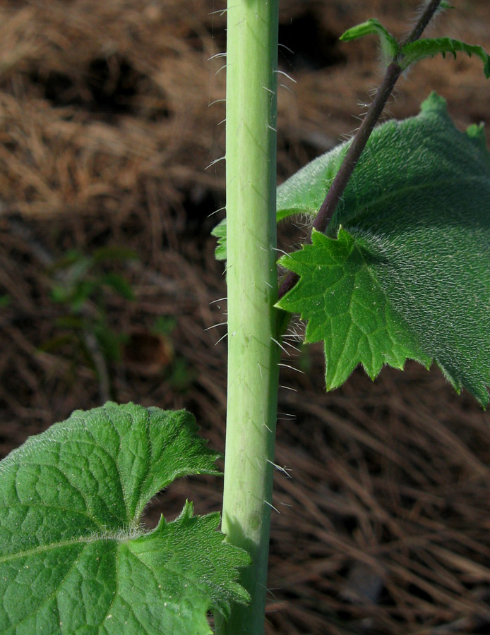 Изображение особи Lunaria annua.