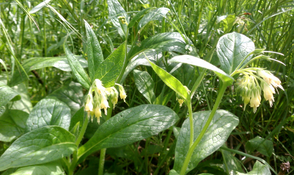 Image of Symphytum bulbosum specimen.