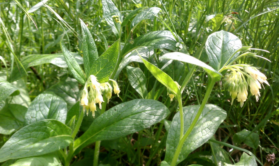 Изображение особи Symphytum bulbosum.