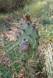 Opuntia phaeacantha var. camanchica f. rubra