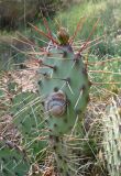 Opuntia phaeacantha разновидность camanchica форма rubra. Верхушка побега с улиткой Eobania vermiculata. Крым, Карадагский заповедник, подножье горы Карагач, степной склон к морю. 7 мая 2012 г.