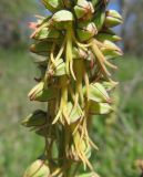 Orchis anthropophora