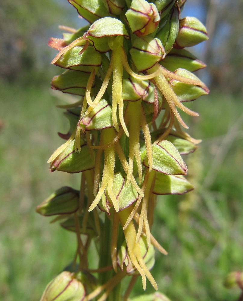 Изображение особи Orchis anthropophora.