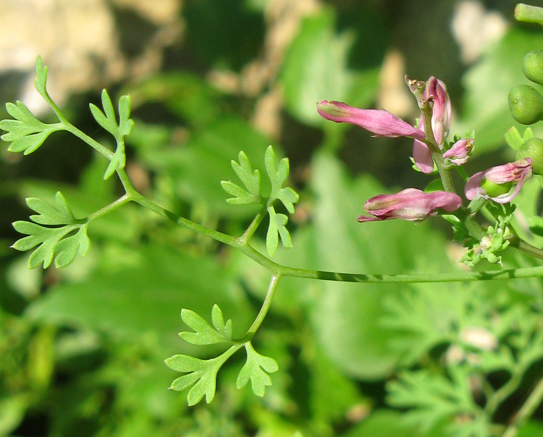 Image of Fumaria officinalis specimen.