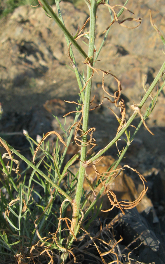 Image of Centaurea stankovii specimen.