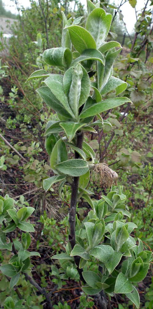 Image of Salix lapponum specimen.