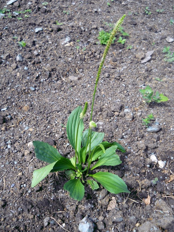 Изображение особи Plantago media.