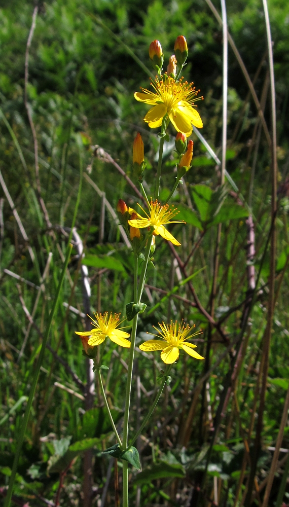 Image of Hypericum pulchrum specimen.
