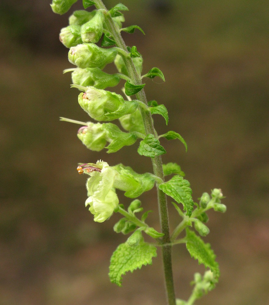 Изображение особи Teucrium scorodonia.