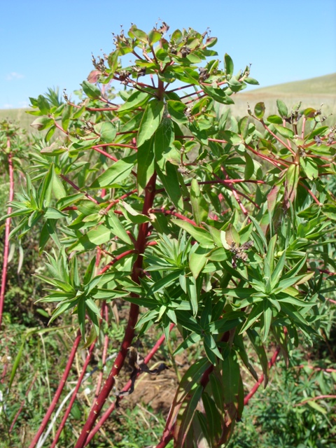 Image of Euphorbia palustris specimen.