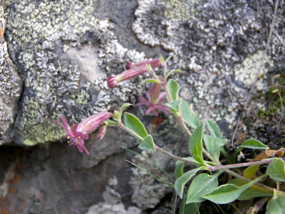 Изображение особи Silene pygmaea.