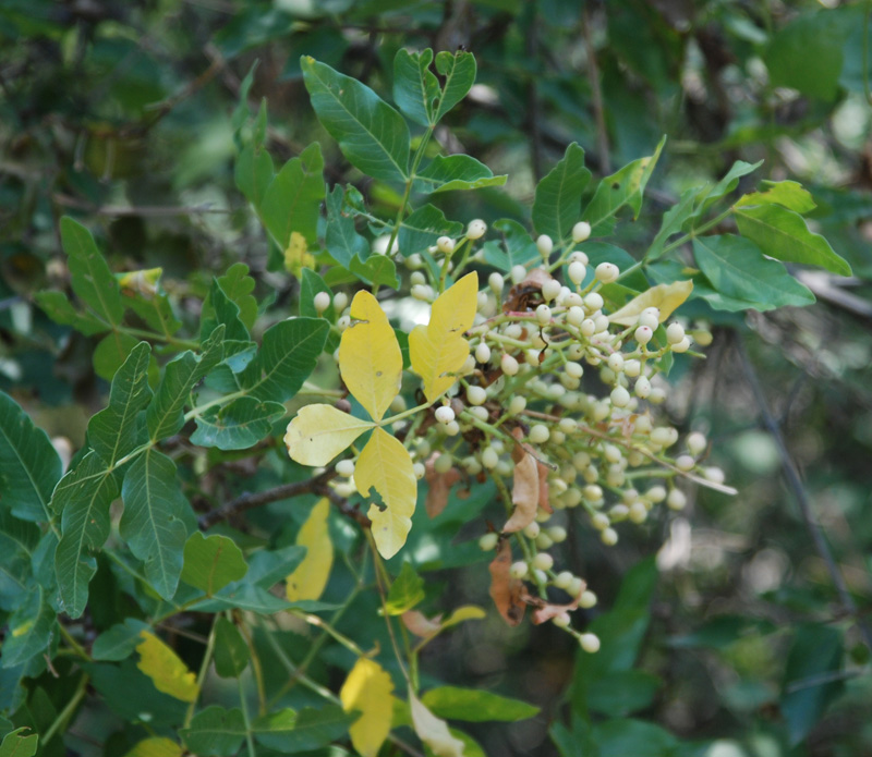 Image of Pistacia mutica specimen.