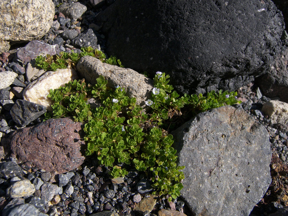 Image of Veronica glareosa specimen.
