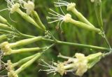 Silene multiflora