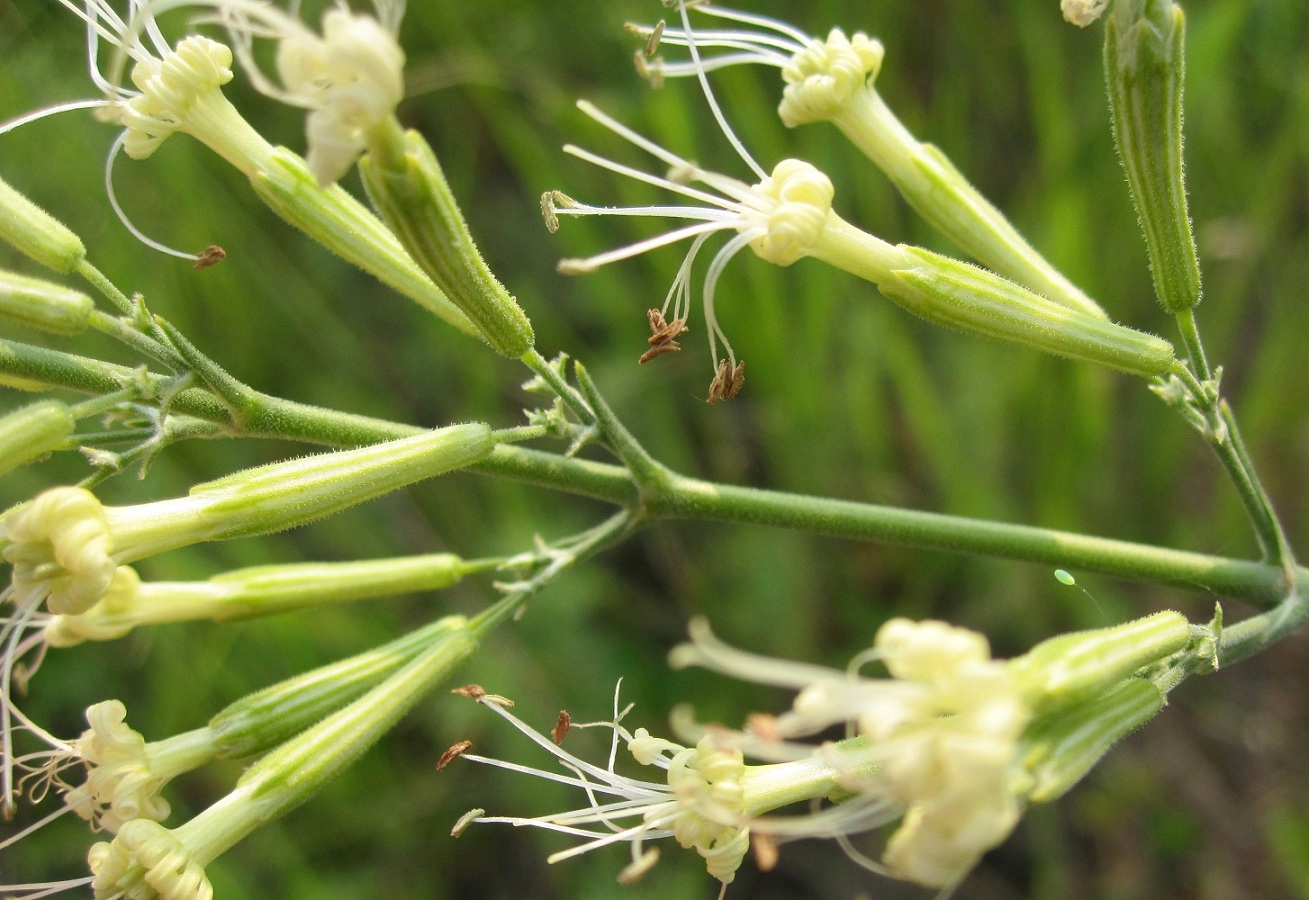 Image of Silene multiflora specimen.
