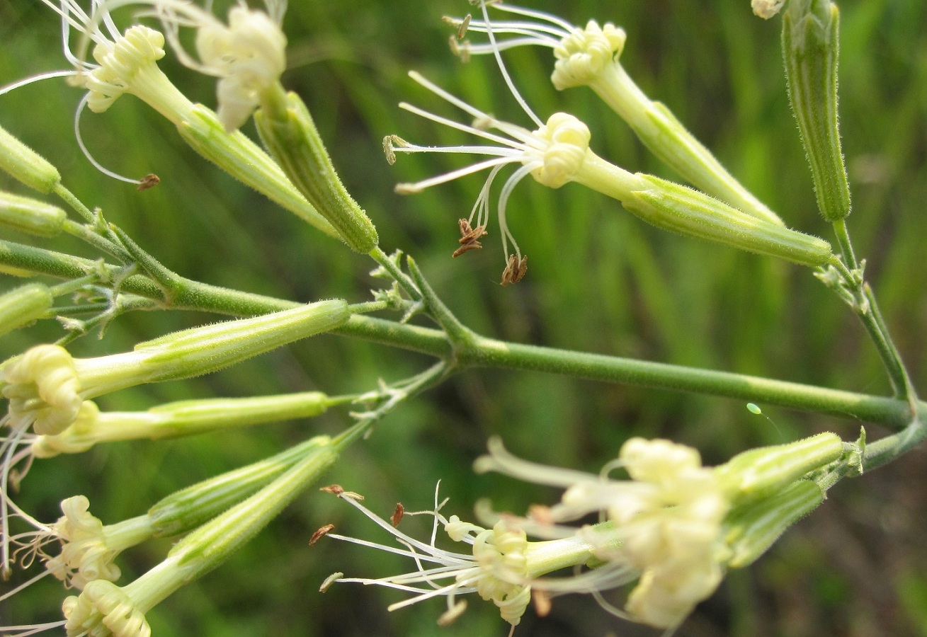 Изображение особи Silene multiflora.