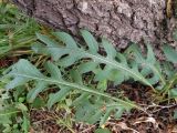 Saussurea maximowiczii
