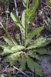 Verbascum blattaria